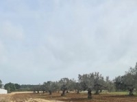 TERRAIN GINO à Hammamet T1017
