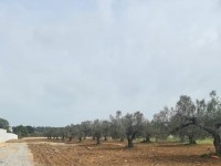 TERRAIN GINO à Hammamet T1017