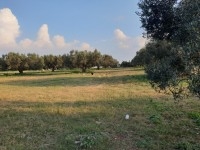 Terrain Hermes 1 ref T685 Hammamet 