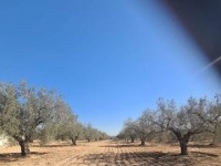 TERRAIN IRAM Hammamet Sud El Bessbassia T1083