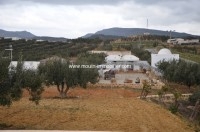 Terrain Jihen T334 Hammamet Latrach 