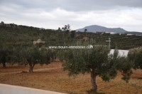 Terrain Jihen T334 Hammamet Latrach 