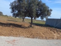Terrain KM71 Hammamet Sud
