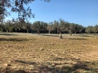 Terrain KM71 Hammamet Sud