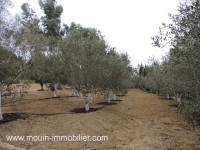 TERRAIN LA DEMEURE Hammamet - Zone Craxi T739