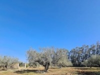 TERRAIN LOUMA I Latrach Birbouregba T967