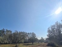 TERRAIN LOUMA I Latrach Birbouregba T967