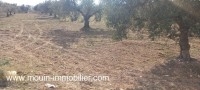 TERRAIN MOEZ Sidi Mtir T1011