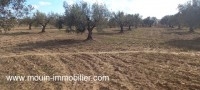 TERRAIN MOEZ Sidi Mtir T1011