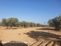 TERRAIN OPERAL Hammamet Sud T767