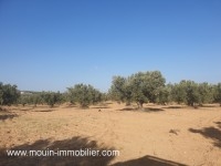 TERRAIN OPERAL Hammamet Sud T767