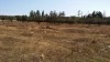 terrain près de hammamet sud
