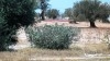 terrain route Djerba