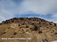 TERRAIN RUBY Hammamet Sud El Monchar T1079