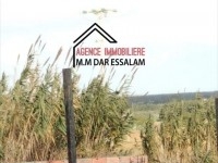 terrain sur la route principale