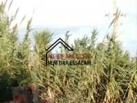 terrain sur la route principale