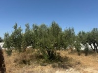 Terrain VERDON (Réf: T2023)