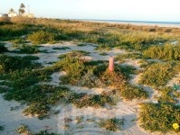 Terrain viabilisé pied dans l'eau à vendre