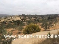 TERRAIN VIVA Birbouregba T342