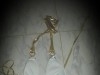 Trikini