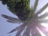 Tunis Pasteur 
