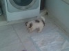 un beau caniche bichon blanc 