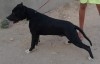 Un chien pitbull 7mois