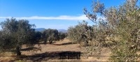 Un hectare d'oliviers