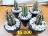 un lot de 5 cactus en pot