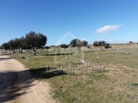 Un lot de terrain à vendre à Hammamet à 55 MD