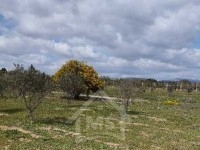 Un lot de terrain clôturé à vendre 51355351