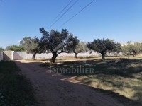 un Superbe Terrain 555m² à Vendre à HAMMAMET SUD 