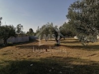un terrain 1000m² à 195MD à HAMMAMET 51333131