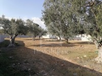 un terrain 1000m² à 195MD à HAMMAMET 51333131