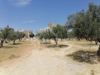 UN TERRAIN à MREZGA HAMMAMET NORD