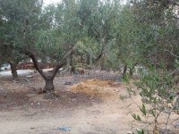 Un terrain à vendre à Mrezga 51355351