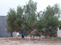 Un terrain à vendre à Mrezga 51355351