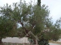 Un terrain à vendre à Mrezga 51355351