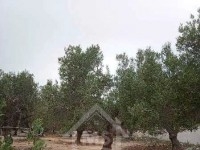 Un terrain à vendre à Mrezga 51355351