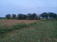 un terrain agricole  a EL-Haouaria 