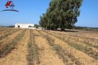 un terrain agricole de 45000 mètre carré 