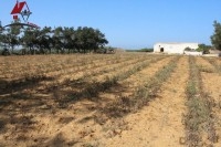 un terrain agricole de 45000 mètre carré 