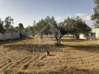 Un terrain de 1000 m² à vendre à 180 MD à Hammamet