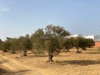 Un terrain de 1000 m² à vendre à 160 MD 51355351