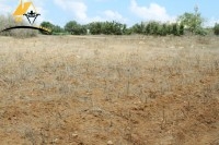 Un Terrain de 135 m² à mansoura_kélibia
