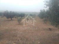 Un terrain de 2.5 hectares avec 3 maisons à vendre