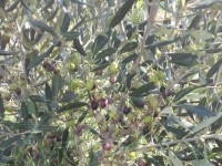 Un terrain de 4 hectares à vendre à Hammamet 