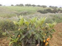 Un terrain de 4 hectares à vendre à Hammamet 