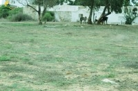Un terrain de 6000 m² à Kerkouane _Dar allouche