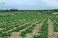Un terrain de 6000 m² à Kerkouane _Dar allouche